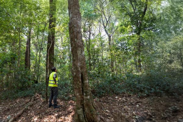 People measuring trees for carbon credit projects