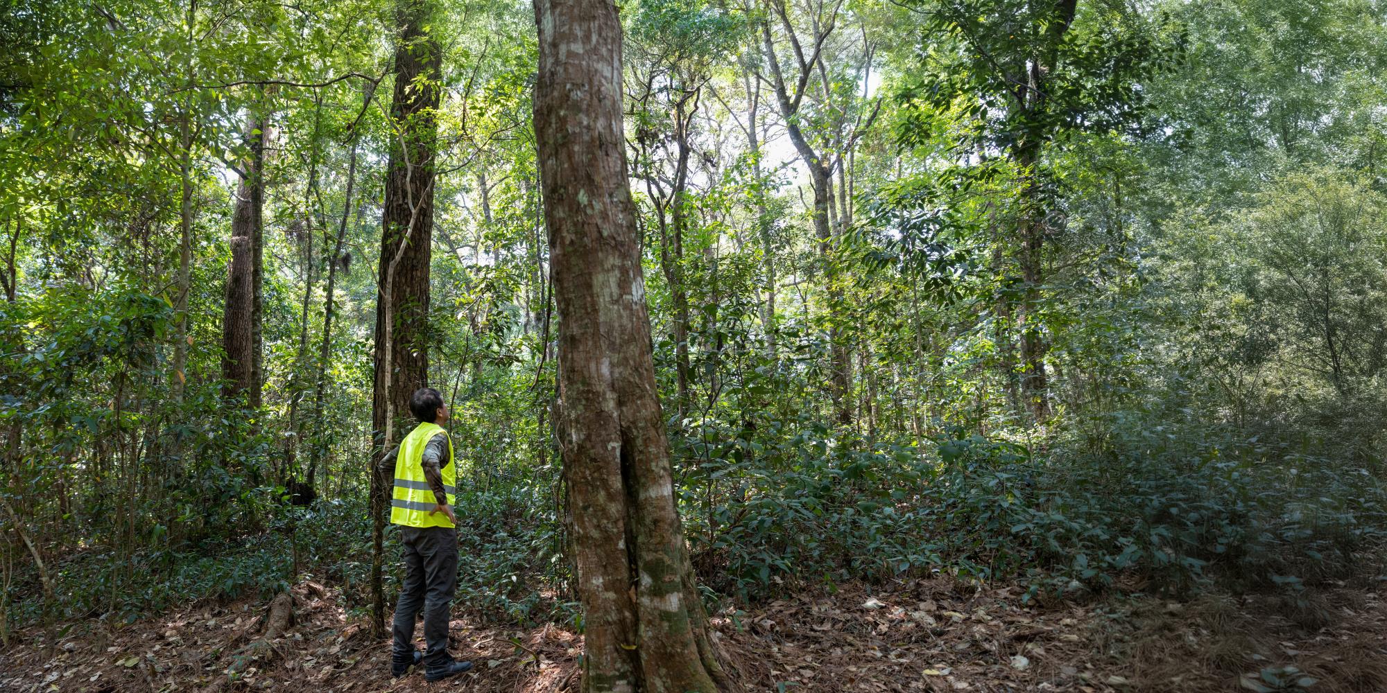 People measuring trees for carbon credit projects