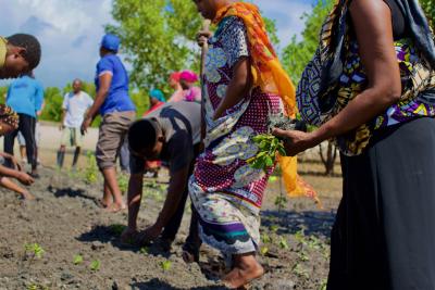 Community members planting seedlings together in a field